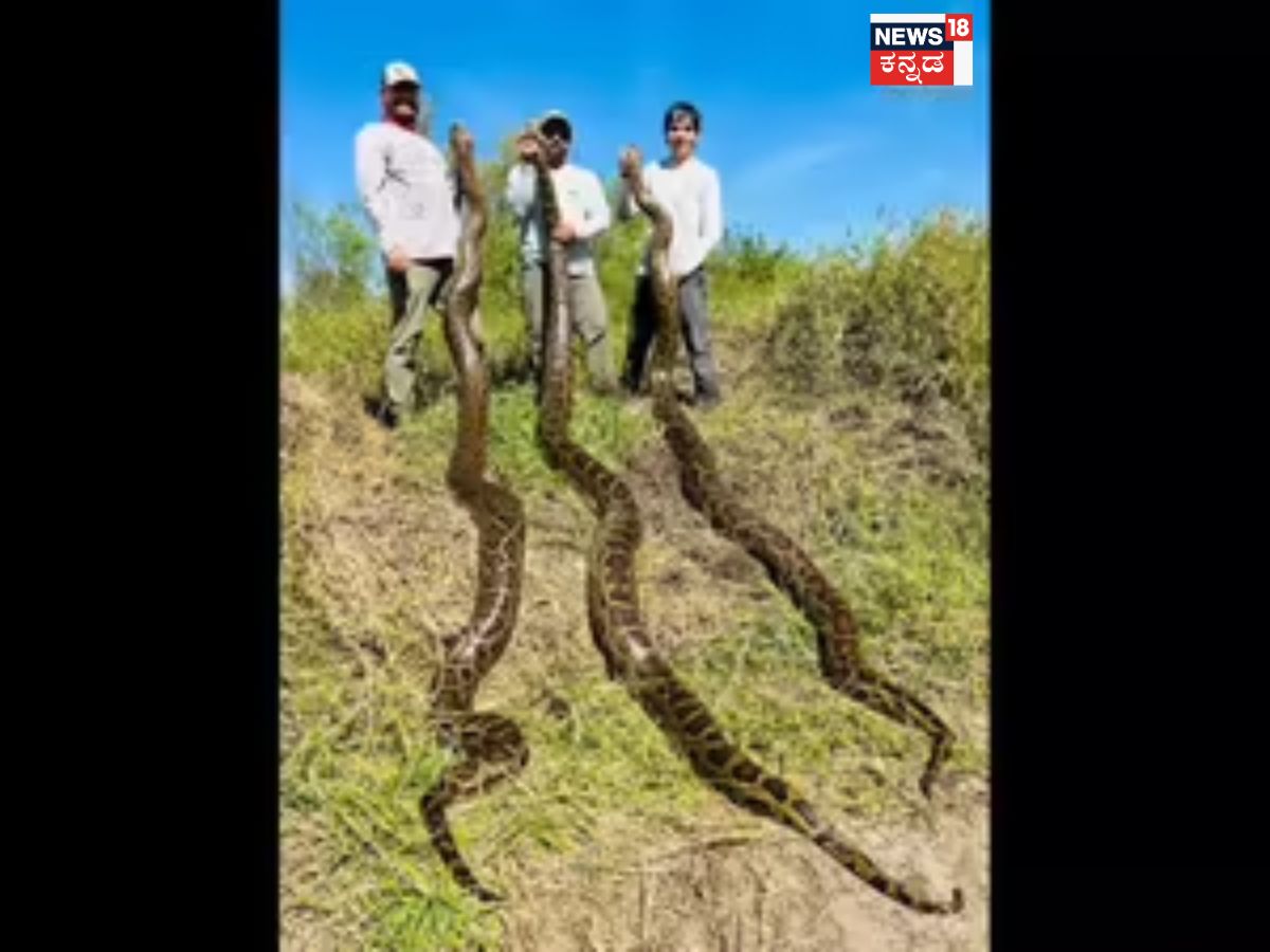 Burmese python: ಅಮೆರಿಕವನ್ನು ಕಾಡುತ್ತಿರುವ ದೈತ್ಯ ಹಾವುಗಳು; 1000 ಕ್ಕೂ ...