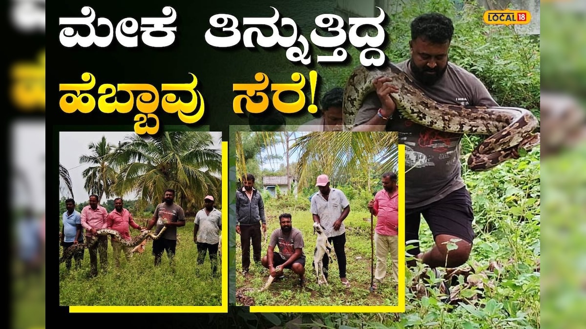 Python Rescue: ಕಾಡು ಬಿಟ್ಟು ಜಮೀನಿಗೆ ಬಂತು ಬೃಹತ್ ಹೆಬ್ಬಾವು, ಜನ ಕಂಗಾಲು ...