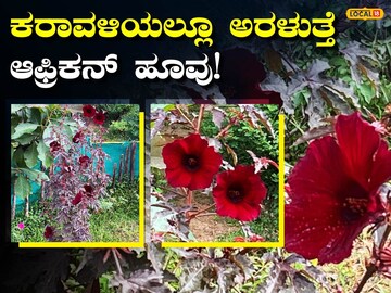 ಇಲ್ಲಿ