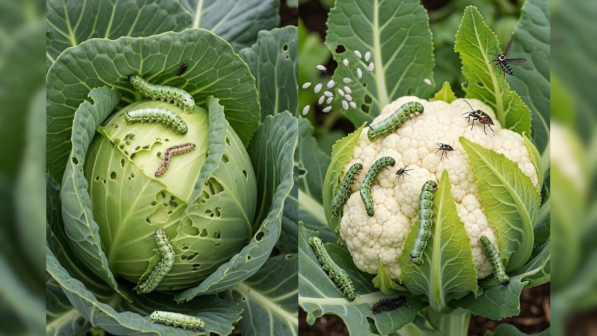 Cabbage: ಹುಳುಗಳಿರುವ ಮತ್ತು ಕೊಳಕಾಗಿರುವ ಹಸಿರು ಎಲೆಕೋಸನ್ನು ಸ್ವಚ್ಛಗೊಳಿಸೋದು ಹೇಗೆ?