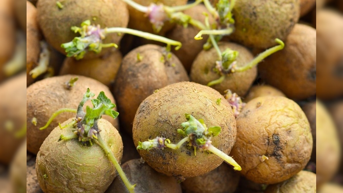 Health Tips: ಮೊಳಕೆಯೊಡೆದ ಆಲೂಗಡ್ಡೆ ಸೇವಿಸೋದು ಎಷ್ಟು ಸುರಕ್ಷಿತ? ತಜ್ಞರು ಹೇಳೊದೇನು?