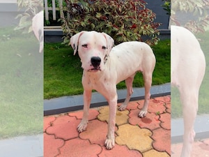 ಮಗು ಪತ್ತೆ ಹಚ್ಚಿದ ಶ್ವಾನ ಓರಿಯೋ