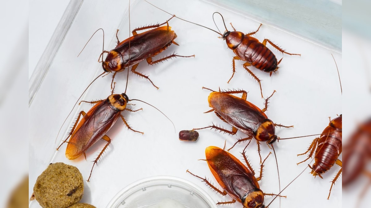 Cockroach: ಜಿರಳೆಗಳಿಗೂ ಸ್ಟ್ರೆಸ್ ಆಗುತ್ತಂತೆ! ಸಂಶೋಧನೆಯಲ್ಲಿ ಅಚ್ಚರಿಯ ಸಂಗತಿಗಳು ರಿವೀಲ್‌