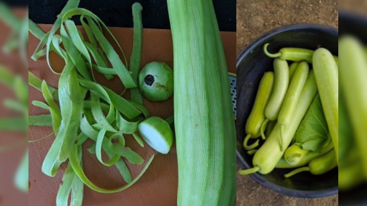 Bottle Gourd: ವೇಸ್ಟ್ ಅಂತ ಬೀಸಾಡಬೇಡಿ; ಸೋರೆಕಾಯಿ ಸಿಪ್ಪೆಯಲ್ಲಿದೆ ಸಿಕ್ಕಾಪಟ್ಟೆ ಪೋಷಕಾಂಶ!