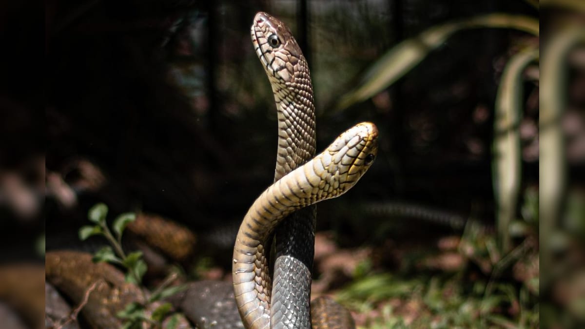 Snake Fact: ಹಾವು ಹಾವಿಗೆ ಕಚ್ಚಿದ್ರೆ ಏನಾಗುತ್ತೆ ಗೊತ್ತಾ? ನೀವು ಊಹಿಸಿಕೊಳ್ಳೋಕು ಆಗಲ್ಲ!