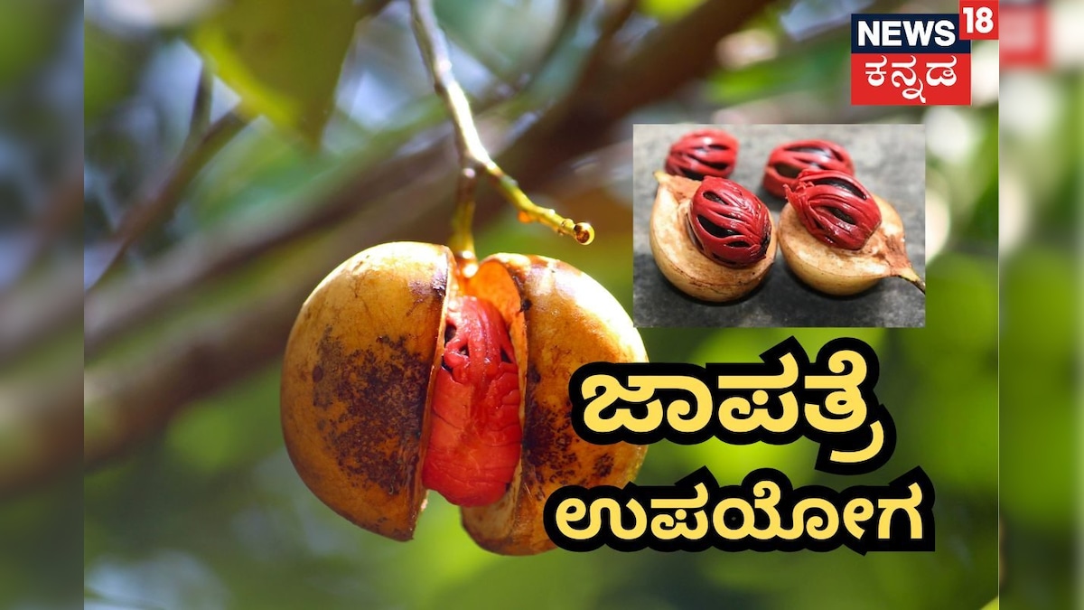 Nutmeg-Jakai: ಜಾಪತ್ರೆ ಅಡುಗೆಗಷ್ಟೇ ಅಲ್ಲ, ಔಷಧಿಗೂ ಬರುತ್ತೆ; ಈ ರೋಗಗಳಿಗೆ ಇದೇ ರಾಮಬಾಣ!
