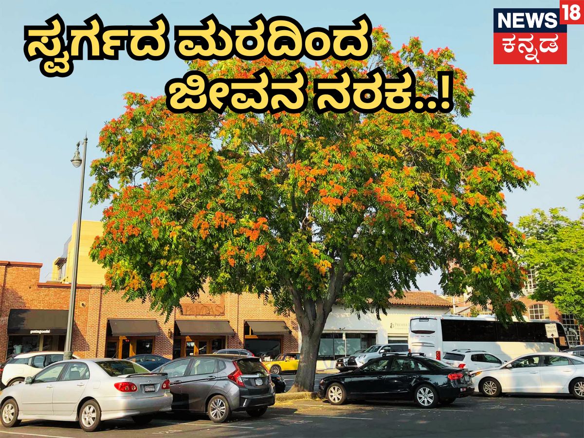 Tree: ಹೆಸರಿಗಷ್ಟೇ ಇದು 'ಸ್ವರ್ಗದ ಮರ', ಆದ್ರೆ ಮನೆ ಬಳಿ ನೆಟ್ಟರೆ ನರಕ ದರ್ಶನ ...