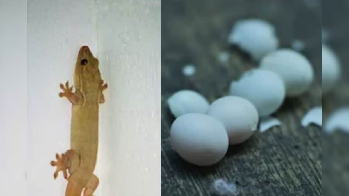 Home Cleaning Tips: ಮನೆ ತುಂಬಾ ಹಲ್ಲಿಗಳ ಮೊಟ್ಟೆಗಳೇ ತುಂಬಿಕೊಂಡಿದ್ಯಾ? ಈಗ್ಲೇ ಹೀಗೆ ಕ್ಲೀನ್ ಮಾಡಿ!