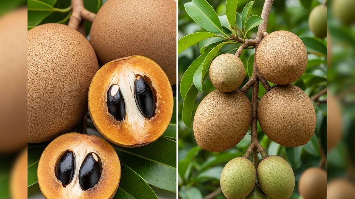 Gardening Tips: ತೋಟನೇ ಬೇಕಂತಿಲ್ಲ, ಟೇರಸ್​ ಮೇಲೆ ಸಪೋಟ ಹೀಗೆ ಬೆಳೆಯಿರಿ!