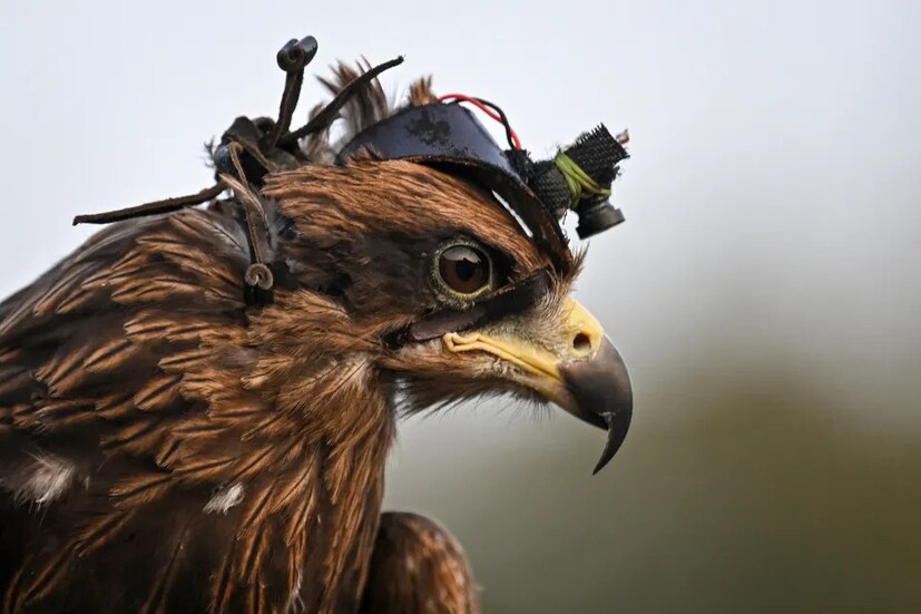 Trained Raptors Anti-Drone Strategy trained raptors: ನೀವಂದ್ಕೊಂಡಂಗಲ್ಲ ಆರ್ಮಿ ಹದ್ದುಗಳು ...