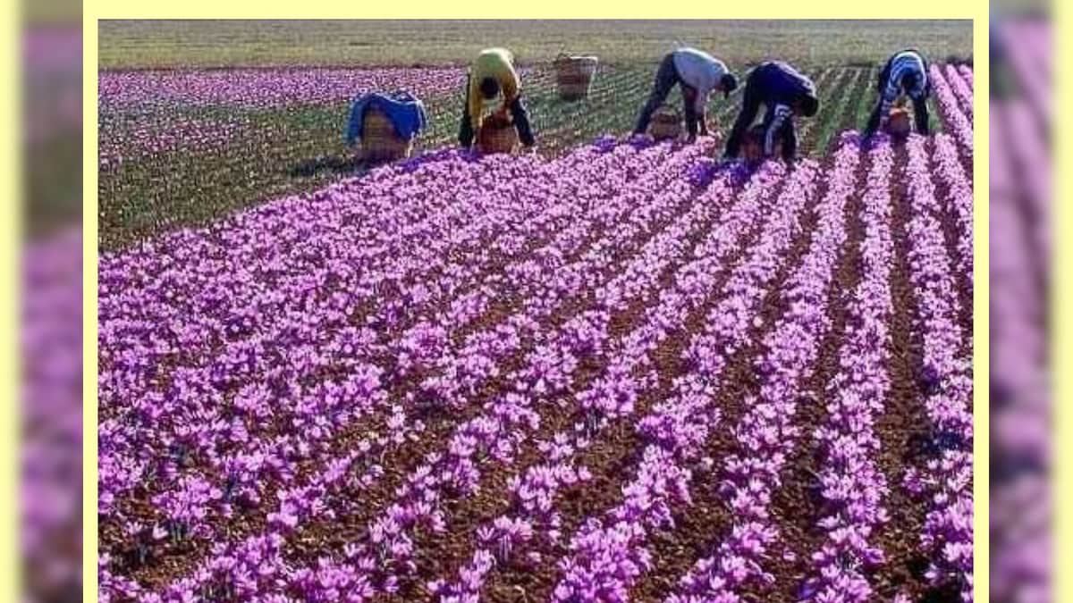Kashmir Kesari: ವರ್ಷಕ್ಕೆ ಒಂದೇ ಹೂ, ಲಕ್ಷಗಳಲ್ಲಿ ಬೆಲೆ; ಇದು ಕಾಶ್ಮೀರಿ ಕೇಸರಿಯ ವೈಭವ!