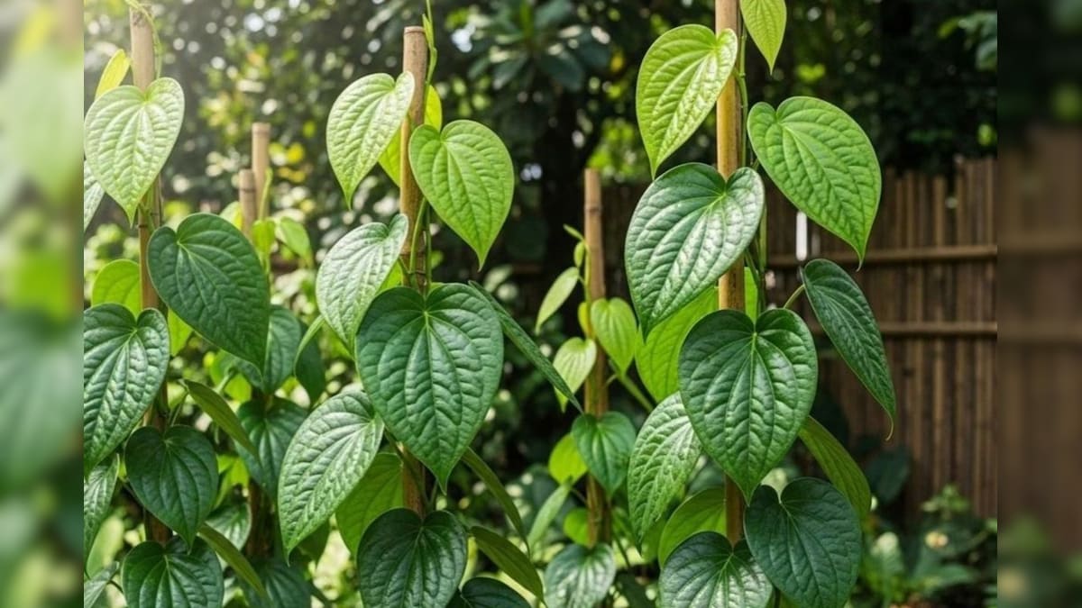 Health Benefits: ಎಲ್ಲೇ ವೀಳ್ಯದೆಲೆ ಕಂಡರೂ ತಕ್ಷಣ ಹೀಗೆ ಮಾಡಿ, ಇದ್ರಿಂದ ಎಷ್ಟು ಹಣ ಉಳಿಸಬಹುದು ಗೊತ್ತಾ?