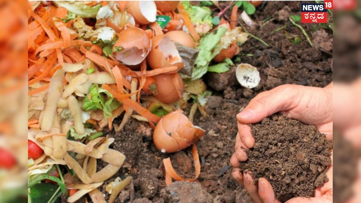 Gardening Tips: ಮನೆ ಕೈದೋಟಕ್ಕೆ ಕೆಮಿಕಲ್ ಗೊಬ್ಬರ ಬಿಟ್ಟಾಕಿ; ಕಿಚನ್​ನಲ್ಲೇ ಇರುವ ಈ ನೈಸರ್ಗಿಕ ಗೊಬ್ಬರ ಒಮ್ಮೆ ಟ್ರೈ ಮಾಡಿ
