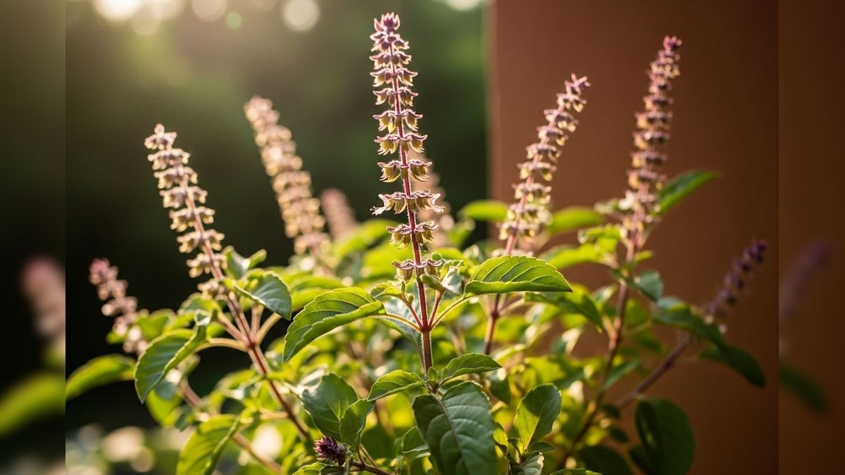 Skin Care: ಚರ್ಮದ ಸಮಸ್ಯೆಗಳಿಗೆ ತುಳಸಿಯೇ ರಾಮಬಾಣ; ತಪ್ಪದೇ ಹೀಗೆ ಬಳಸಿ!