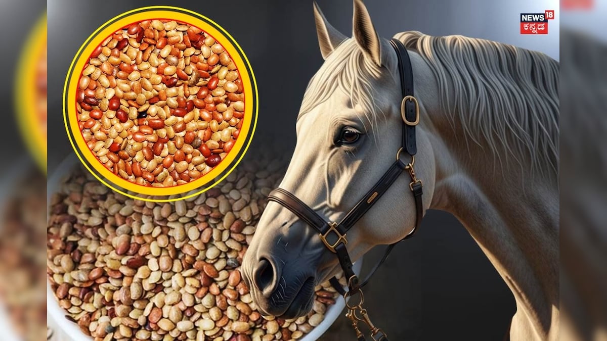 Health Care: ಈ ಕಾಳು ತಿಂದ್ರೆ ದೇಹಕ್ಕೆ ಸಿಗುತ್ತೆ 'ಹಾರ್ಸ್ ಪವರ್'; ಇದರಲ್ಲಿದೆ ಈ ಎಲ್ಲಾ ಅದ್ಭುತ ಲಾಭಗಳು!