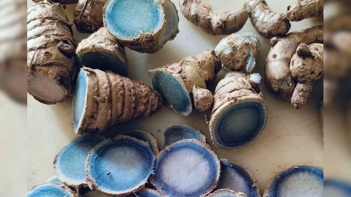 Indigo Turmeric: ನೋವು, ಗಾಯಗಳಿಗೆ ಸಂಜೀವಿನಿ ಈ 'ಬ್ಲೂ ಗೋಲ್ಡ್' ಅರಿಶಿನ!