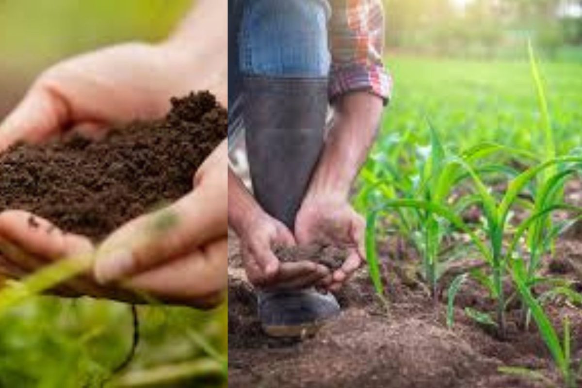 Sustainable Agriculture: ಮಣ್ಣು ಹಾಗೂ ನೀರಿನಲ್ಲಿರೋ ವಿಷವನ್ನ ತೆಗೆಯಬಹುದು? ಅಂತಹ ವ್ಯವಸ್ಥೆಯನ್ನ ಕಂಡು ಹಿಡಿದಿದ್ದಾರೆ ಈ ಸಂಶೋಧಕರು
