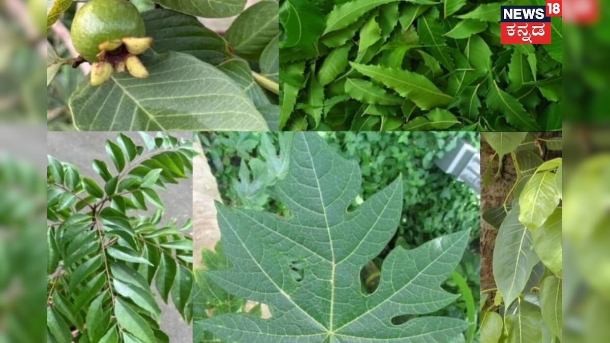 Health Tips: ಆಸ್ಪತ್ರೆ ಮೆಟ್ಟಿಲು ಹತ್ತೋದು ತಪ್ಪುತ್ತೆ! ಈ 4 ಗಿಡಗಳು ಮನೆಯಲ್ಲಿದ್ರೆ ಡಾಕ್ಟರ್ ಯಾಕೆ?