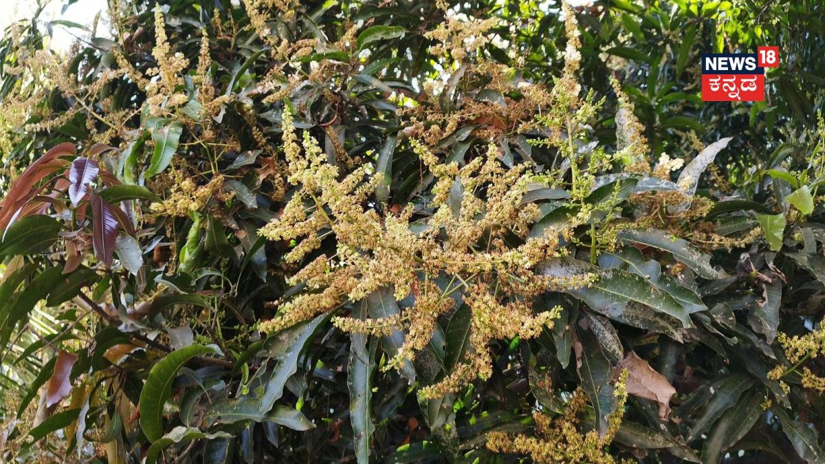 Mango tree: ಮಾವಿನ ಮರ ತುಂಬಾ ಹೂವಿದ್ದರೂ ಕಾಯಿ ಕಟ್ಟುತ್ತಿಲ್ಲವೇ? ಇಳುವರಿ ...