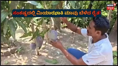 ದುಬಾರಿ ಮಾವು ಬೆಳೆದ ರೈತ 