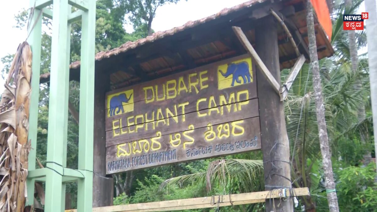 Dubare Elephant Camp: ಭೀಕರ ಕಾದಾಟದಲ್ಲಿ ಗಾಯಗೊಂಡಿದ್ದ ಮಾರ್ತಾಂಡ ಆನೆ ಸಾವು