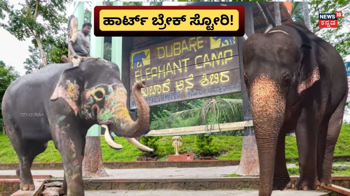 Kanjan Elephant:‘ಹೇಮಾವತಿ’ಯಿಂದ ದೂರ ಇಟ್ಟಿದ್ದಕ್ಕೇ ಮಾರ್ತಾಂಡನ ಮೇಲೆ ಕಂಜನ್​​ ಆನೆ ಸಿಟ್ಟಾಯ್ತಾ?