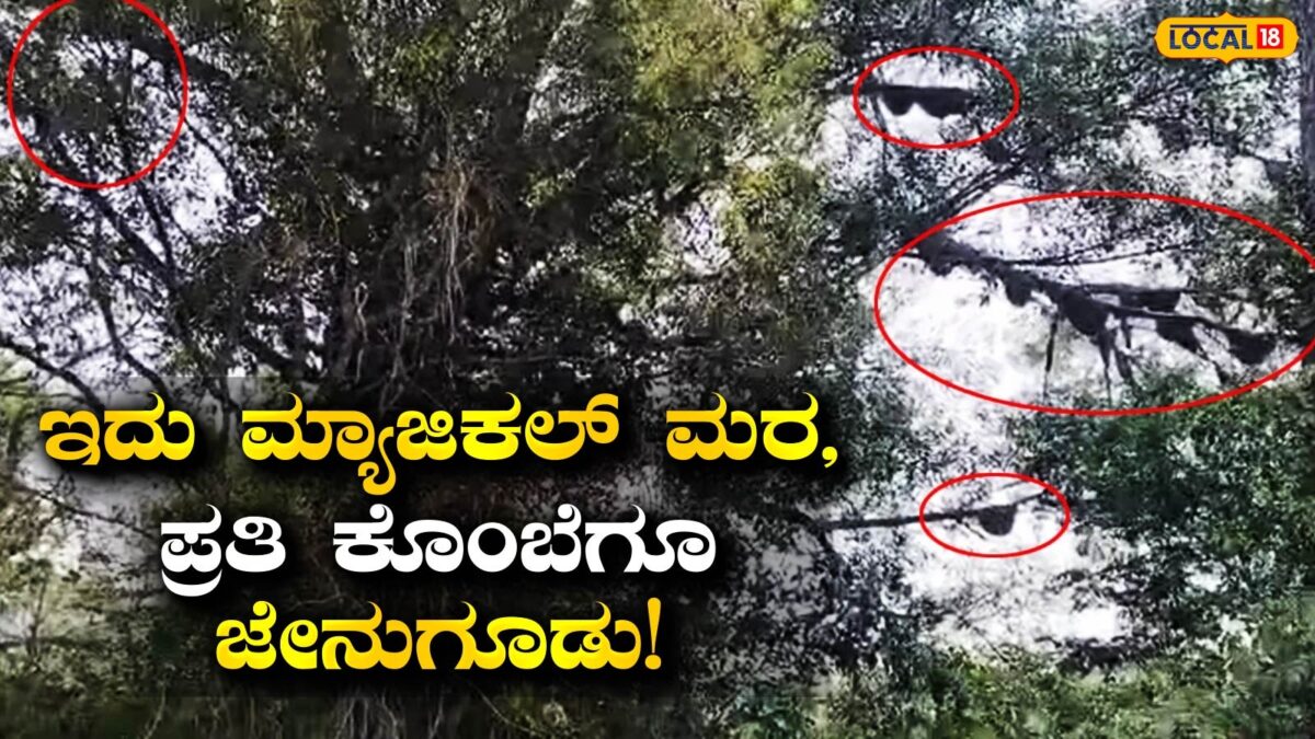 Magical Tree: ಇದು ‘ಹನಿ ಟ್ರೀ’, ಪ್ರತಿಯೊಂದು ಕೊಂಬೆಗೂ ಹತ್ತಾರು ಜೇನುಗೂಡು; ಇಂತಹ ದೃಶ್ಯ ನೀವು ನೋಡಿದ್ದೀರಾ!?
