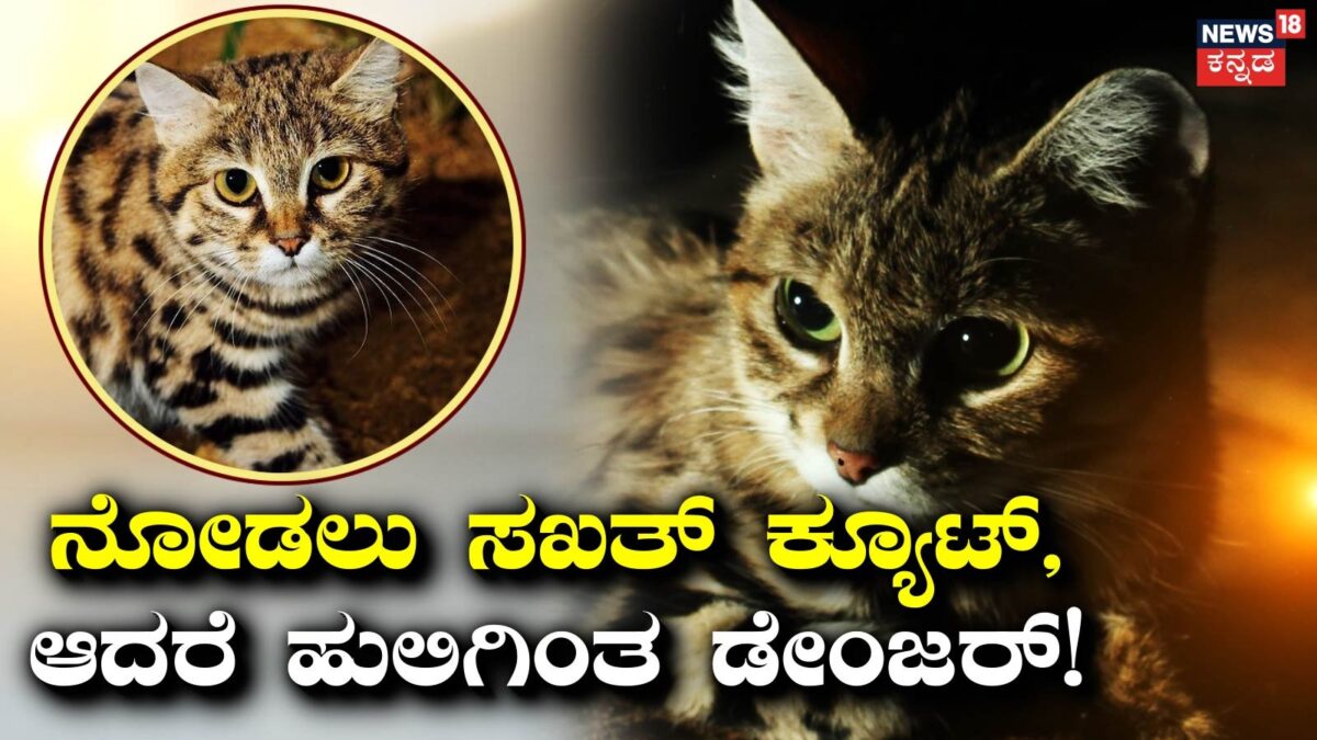Interesting Fact: ಈ ಬೆಕ್ಕಿಗೆ ಇರೋ ಸಕ್ಸಸ್ ರೇಟ್​​, ಹುಲಿ-ಸಿಂಹಕ್ಕೂ ಇಲ್ಲ!