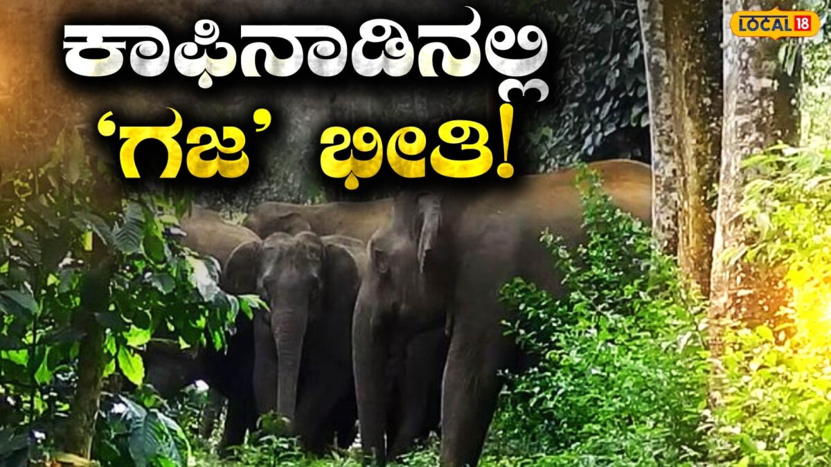 Elephant: ಚಿಕ್ಕಮಗಳೂರಿನ ಈ ಗ್ರಾಮಗಳಲ್ಲಿ ಕಾಡಾನೆಗಳ ಸಂಚಾರ, ಕೆಲಸಕ್ಕೆ ಹೋಗುವವರು ಜಾಗರೂಕರಾಗಿರಿ!