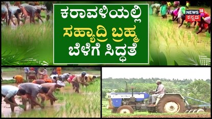 ಬಂಟ್ವಾಳದಲ್ಲಿ ‘ಸಹ್ಯಾದ್ರಿ ಬ್ರಹ್ಮ’ ನಾಟಿಗೆ ಸಿದ್ಧತೆ