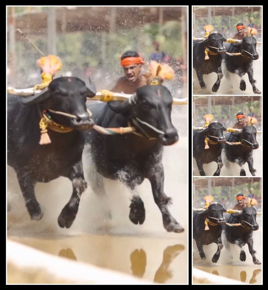 Animal Lover Raj B Shetty Talk about Indie Dog Kambala Buffaloes at Karavali Trailer Release Event