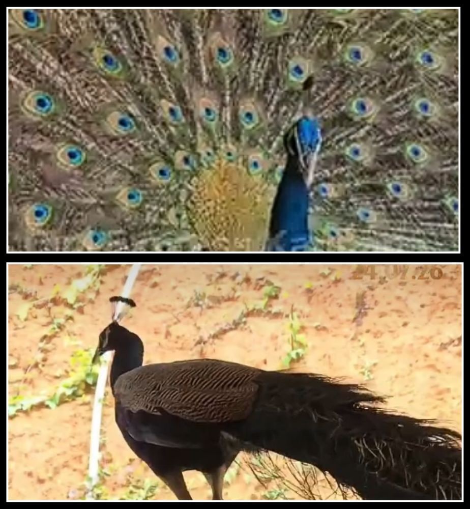 prajwal devaraj delighted to witness peacock dance at koragajja temple