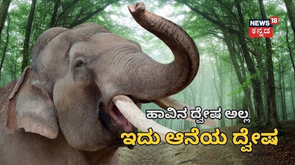 ಧುರ್ಬೆ ಆನೆ ಧುರ್ಬೆ ಆನೆ