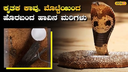 ನಾಗರಹಾವು (ಸಂಗ್ರಹ ಚಿತ್ರ) ನಾಗರಹಾವು (ಸಂಗ್ರಹ ಚಿತ್ರ)