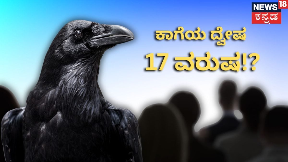 ಕಾಗೆಗಳು ಮುಖ ನೆನಪಿಟ್ಟುಕೊಳ್ಳುತ್ತವೆ, 17 ವರ್ಷಗಳವರೆಗೆ ಗುರುತಿಸುತ್ತವೆ