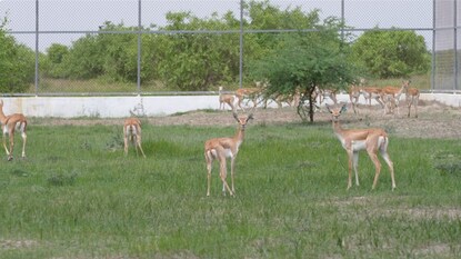 ಕೃಷ್ಣಮೃಗಗಳು