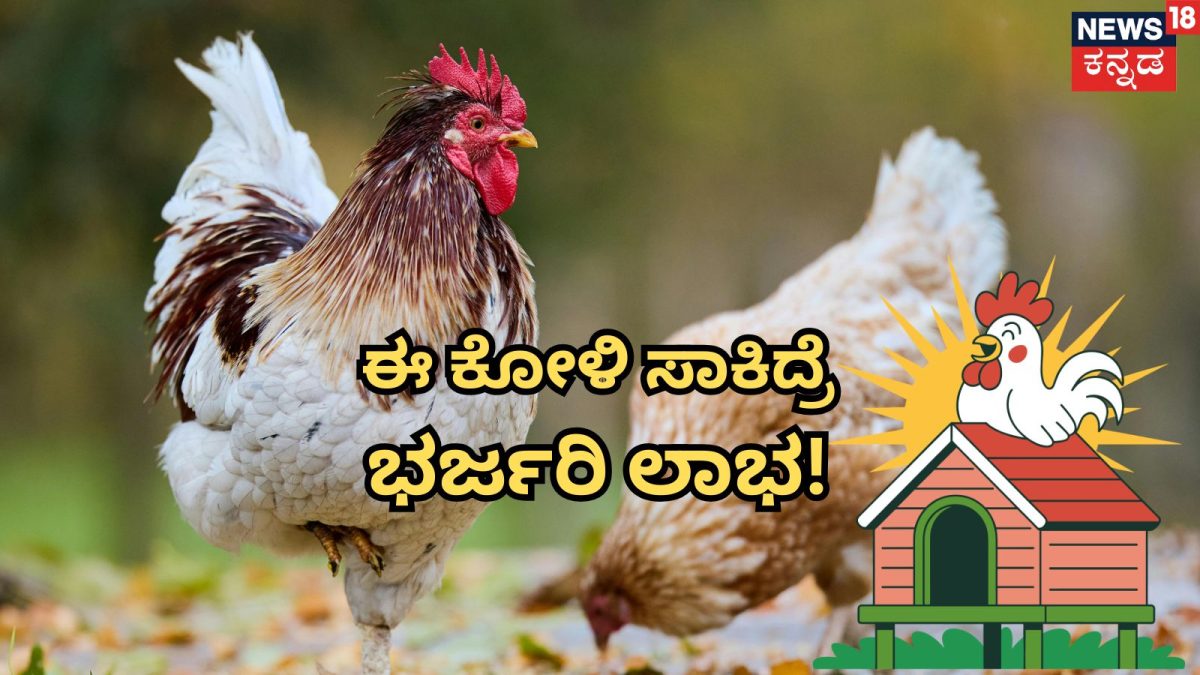 ಕೋಳಿ ಸಾಕಣೆಯಲ್ಲಿ ಲಾಭ: ವನರಾಜ ಮತ್ತು ಕಡಕ್‌ನಾಥ್ ತಳಿಗಳ ವಿಶೇಷತೆ