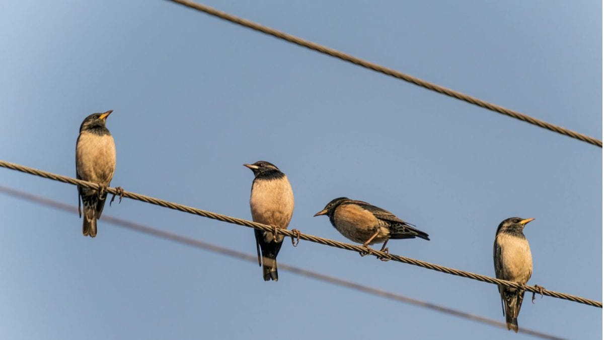 ವಿದ್ಯುತ್ ತಂತಿ ಮೇಲೆ ಹಕ್ಕಿಗೆ ಶಾಕ್ ಏಕೆ ಆಗುವುದಿಲ್ಲ?