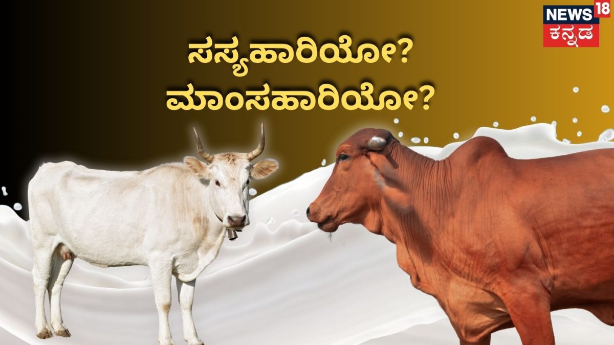 ಹಾಲು ಸಸ್ಯಹಾರಿಯೋ? ಮಾಂಸಹಾರಿಯೋ? ಇಲ್ಲಿದೆ ಉತ್ತರ