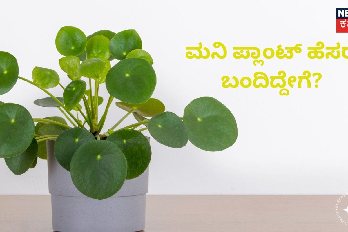 Money Plant: ಚೀನಾ-ಭಾರತದಲ್ಲಿ ಮನಿ ಪ್ಲಾಂಟ್‌ಗೆ ಈ ಹೆಸರು ಬಂದಿದ್ದೇಗೆ ಗೊತ್ತಾ? ಇಲ್ಲಿದೆ ಫುಲ್ ಡೀಟೇಲ್ಸ್