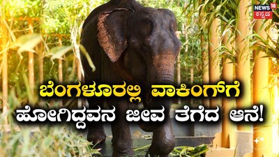 Elephant Appears in Bengaluru, Kills Man on Morning Walk Near Rajarajeshwari Hospital
