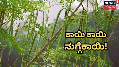 ನುಗ್ಗೇಕಾಯಿ