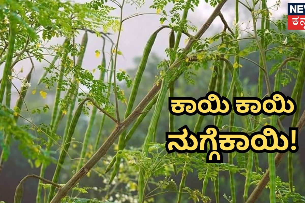 Drumstick Tree: ನುಗ್ಗೆಮರ ಕಾಯಿ ಬಿಡ್ತಾ ಇಲ್ವಾ? ಈ ಸಿಂಪಲ್ ಟ್ರಿಕ್ಸ್ ಬಳಸಿ, ಬೇಕಾದಷ್ಟು ನುಗ್ಗೆಕಾಯಿ ಪಡೆಯಿರಿ!
