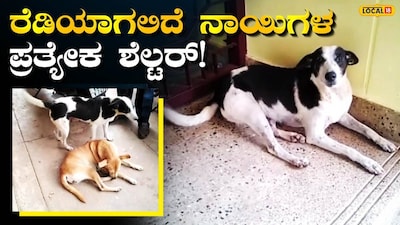ಬೀದಿ ನಾಯಿಗಳ ಕಾಟಕ್ಕೆ ಶಾಶ್ವತ ಮುಕ್ತಿ