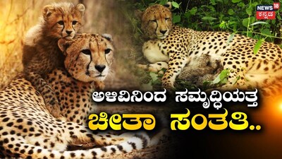 Cheetah Comeback: India's Population Reaches 52 in 4 Years, 32 Born Domestically!
