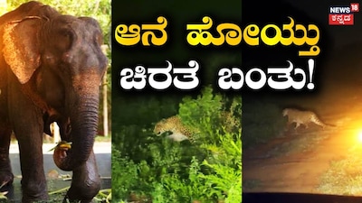 Kengeri Residents Terrified: Leopard Sighting Follows Deadly Elephant Attack in Anchepalya