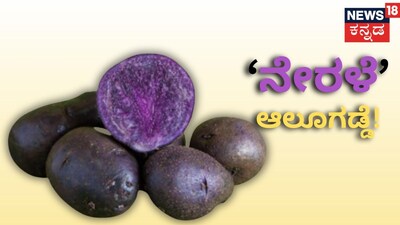 ನೇರಳೆ ಬಣ್ಣದ ಆಲೂಗಡ್ಡೆ