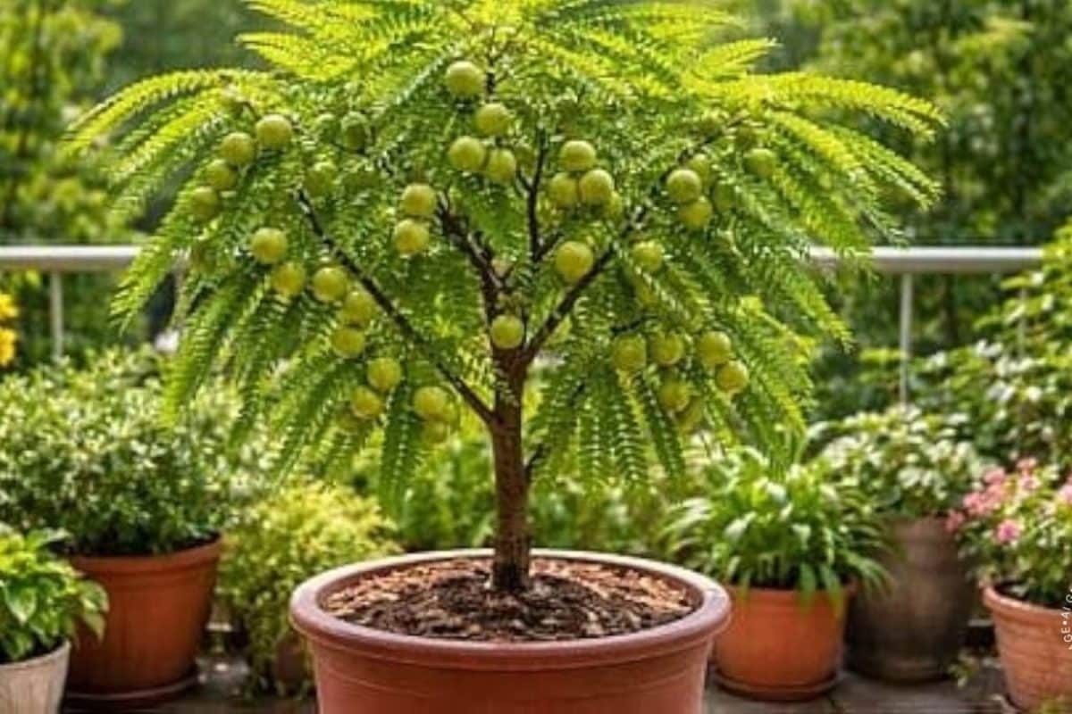 Gardening Tips: ಕುಂಡದಲ್ಲಿ ಬೆಟ್ಟದ ನೆಲ್ಲಿಕಾಯಿ ಬೆಳೆಸುವುದು ಹೇಗೆ? ಈ ಟಿಪ್ಸ್ ಫಾಲೋ ಮಾಡಿ ಸಾಕು