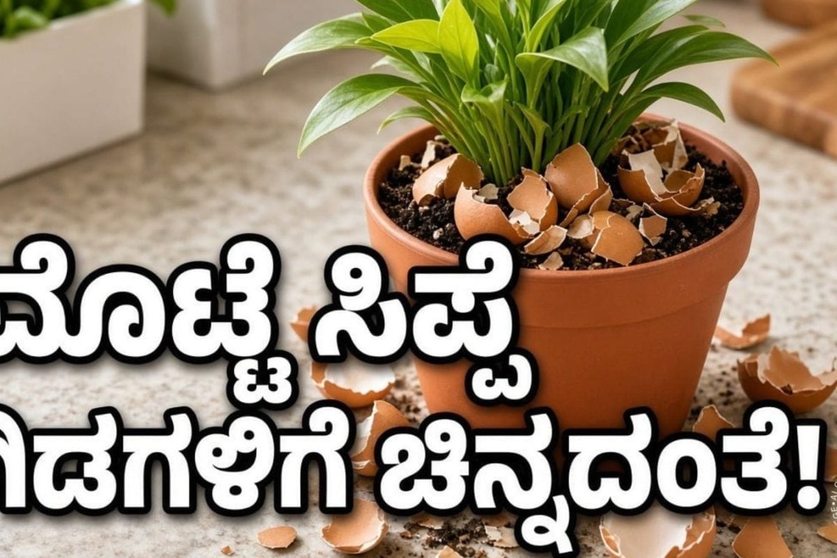 Gardening Tips: ಮೊಟ್ಟೆ ತಿಂದು, ಸಿಪ್ಪೆ ಎಸೆಯಬೇಡಿ; ನಿಮ್ಮ ಮನೆಯ ಗಿಡಕ್ಕೆ ಒಳ್ಳೆ ಗೊಬ್ಬರ ಆಗುತ್ತೆ! ಬಳಸೋದು ಹೇಗೆ?