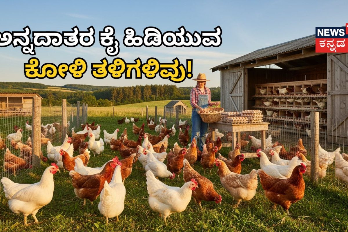 Poultry Farming: ಕೈತುಂಬಾ ಆದಾಯ ತರುವ ಕೋಳಿ ಸಾಕಾಣಿಕೆ! ವರ್ಷಕ್ಕೆ 350 ಮೊಟ್ಟೆ ನೀಡುವ ಸೂಪರ್ ತಳಿಗಳಿವು!